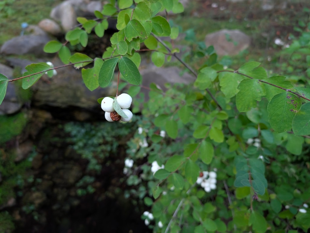 Wage Peace by Judyth&nbsp;Hill