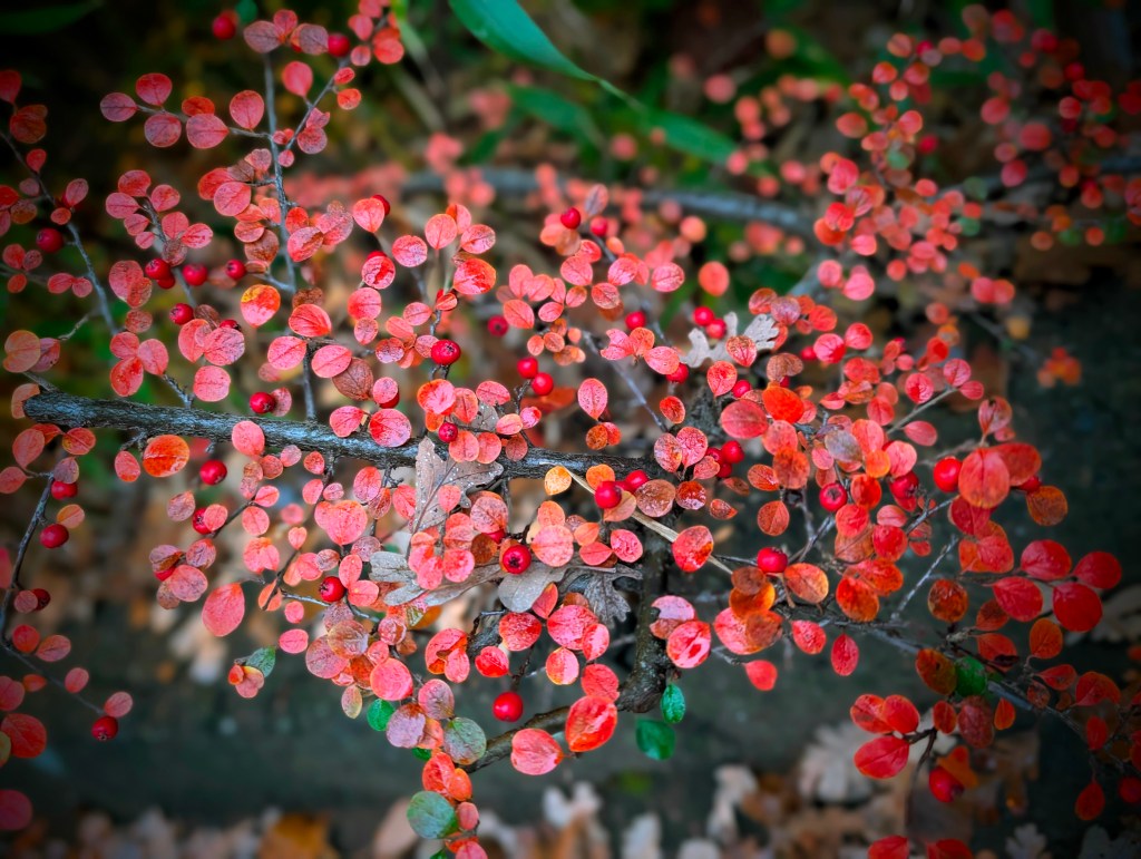 The Non-Discriminatory “Merry”